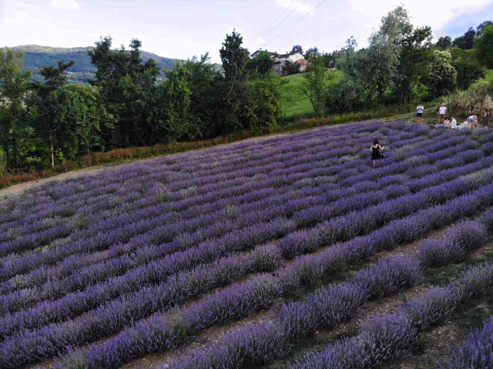 campi di lavanda in Emilia Romagna: Sestola