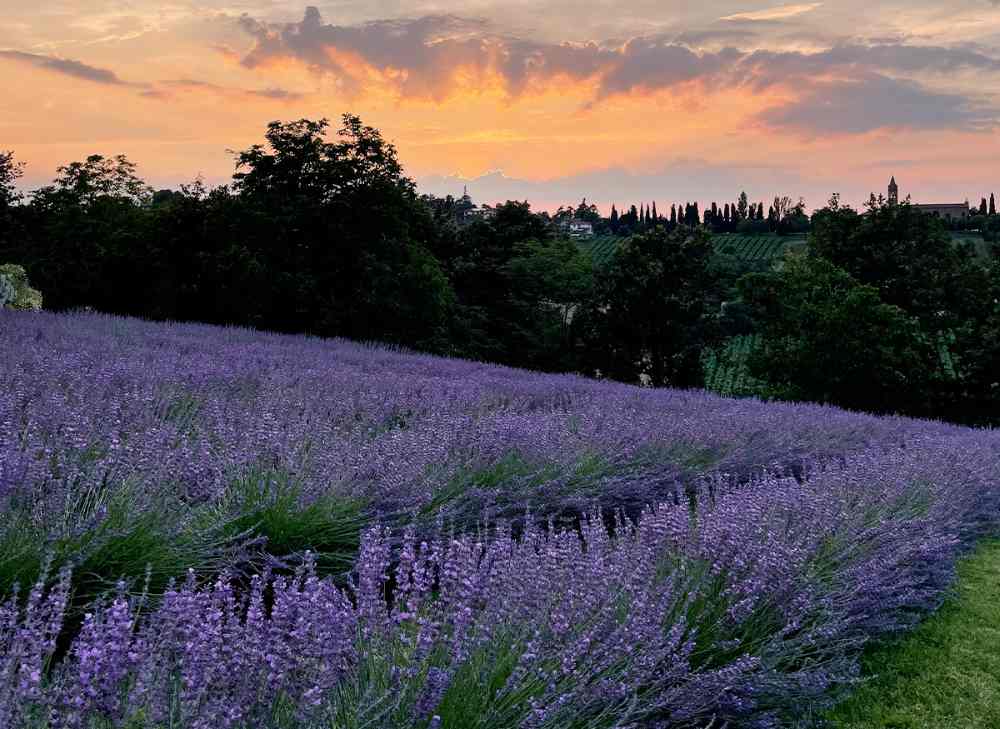 tutti i campi di lavanda in Emilia Romagna