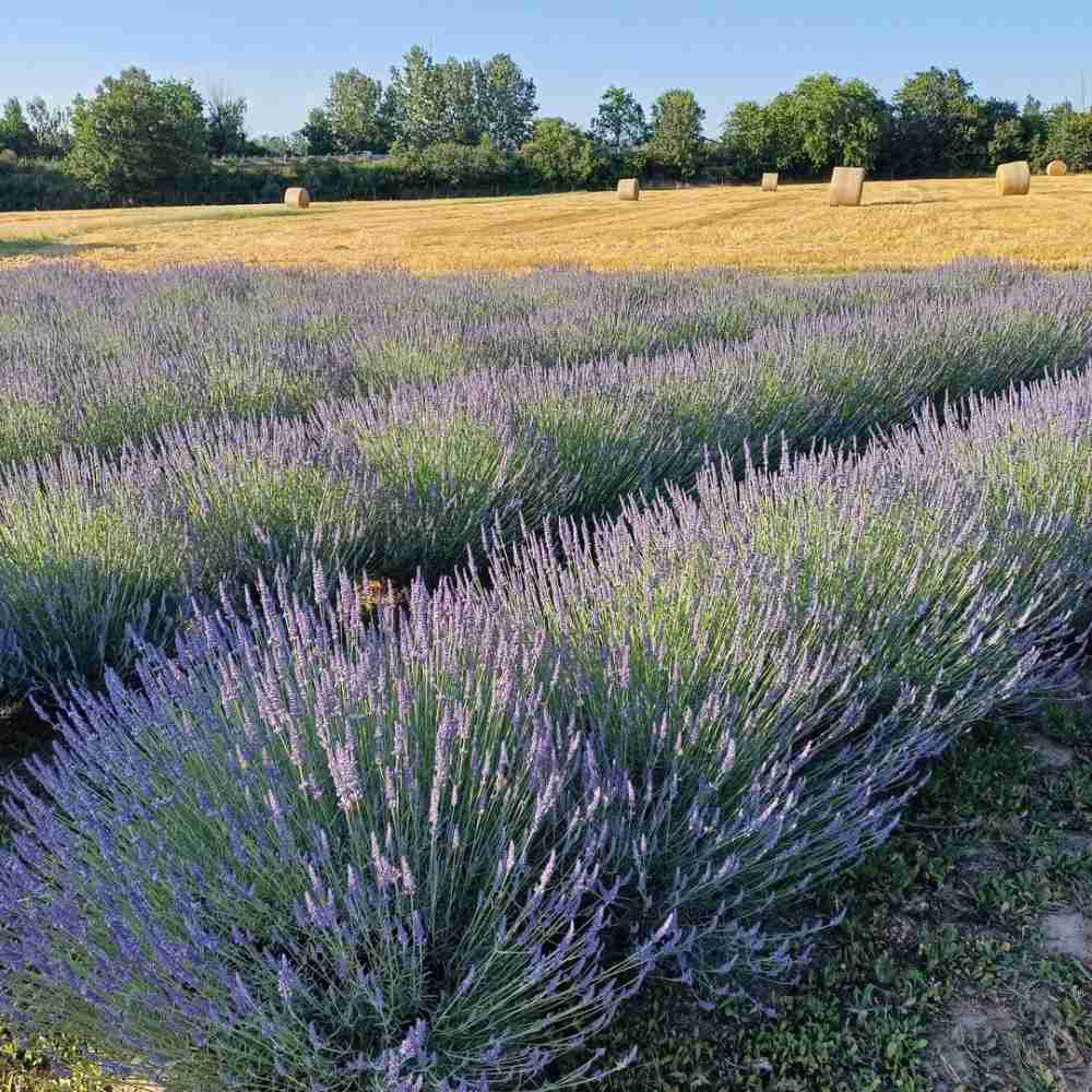 campi di lavanda in Emilia Romagna: San Lazzaro