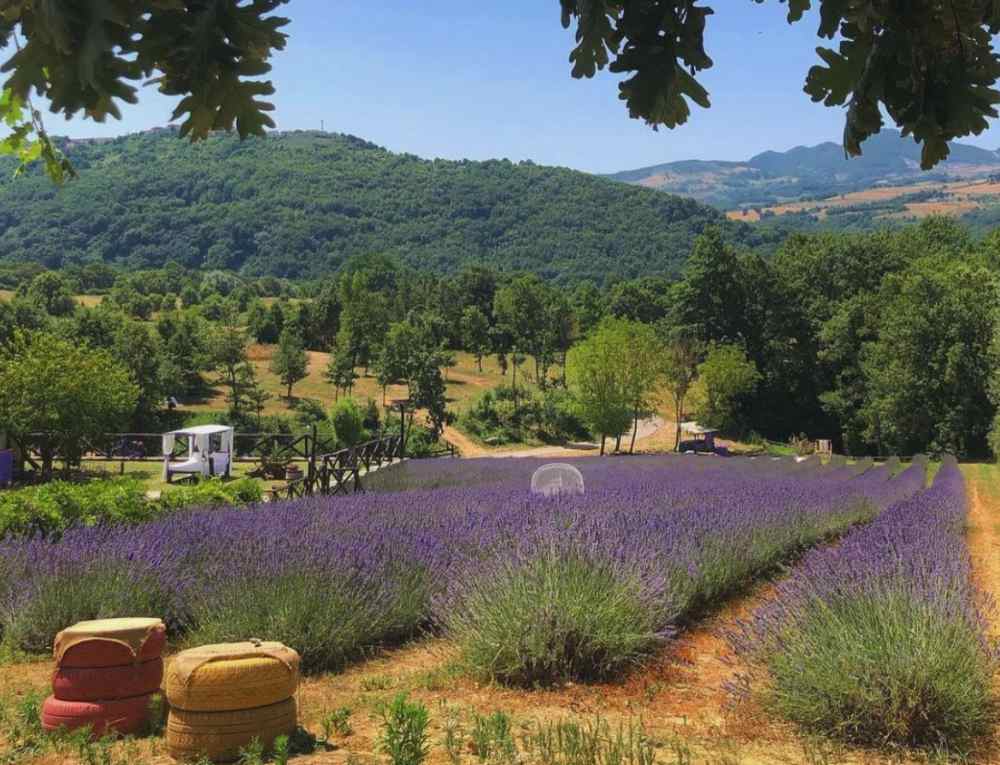 campi di lavanda in Italia: tenuta Croglia in Basilicata